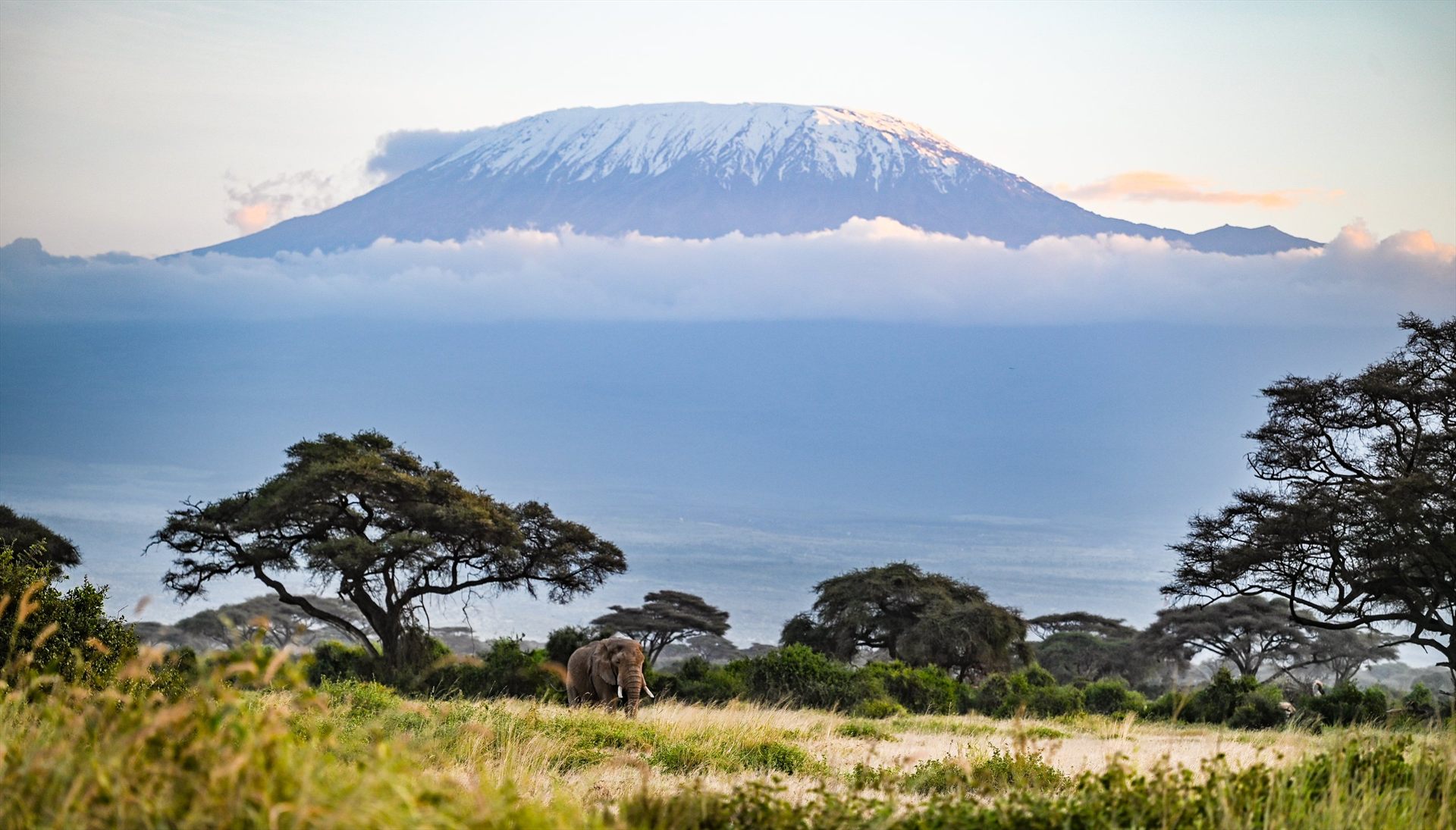 Zero Elephant Poaching Milestone Maintained